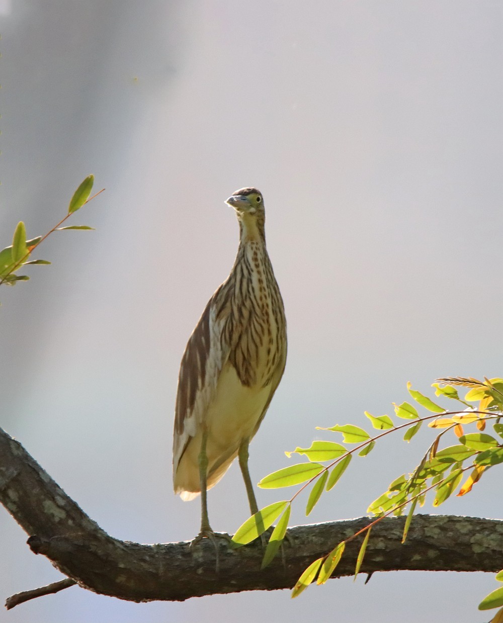 一梭子拍鸟——树上的池鹭