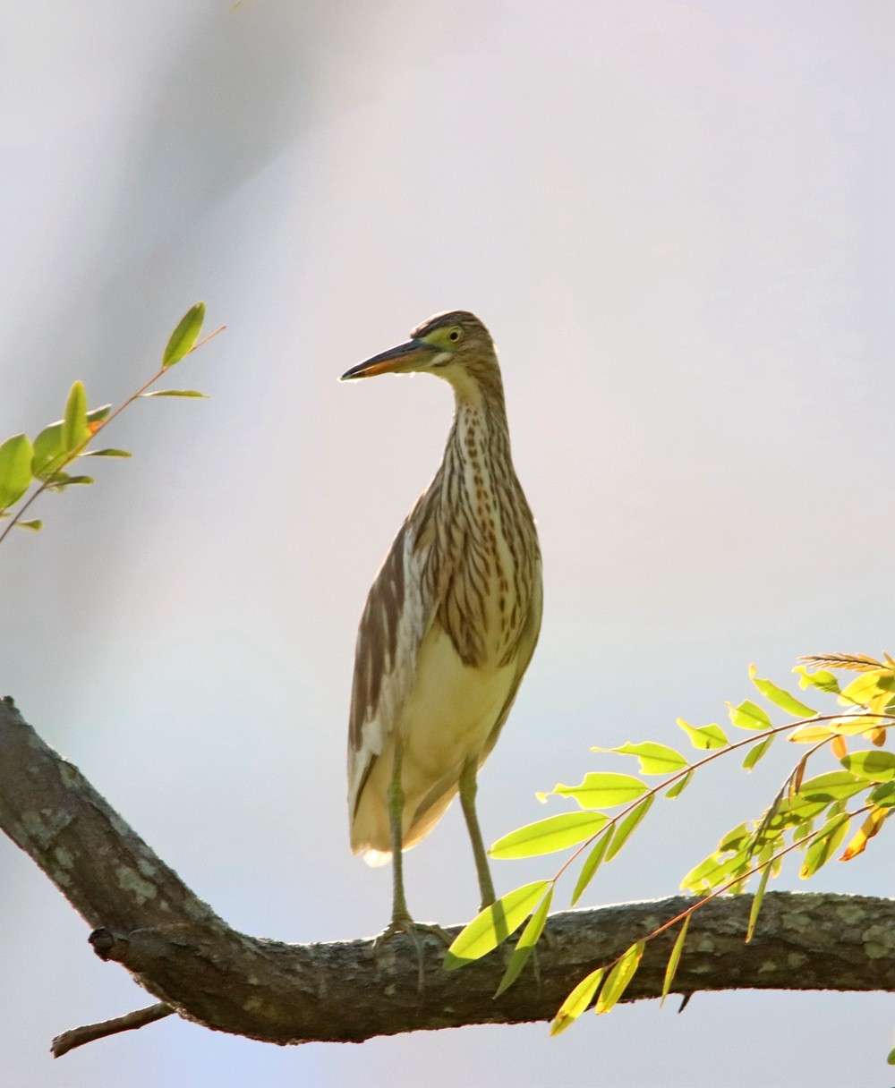 一梭子拍鸟——树上的池鹭