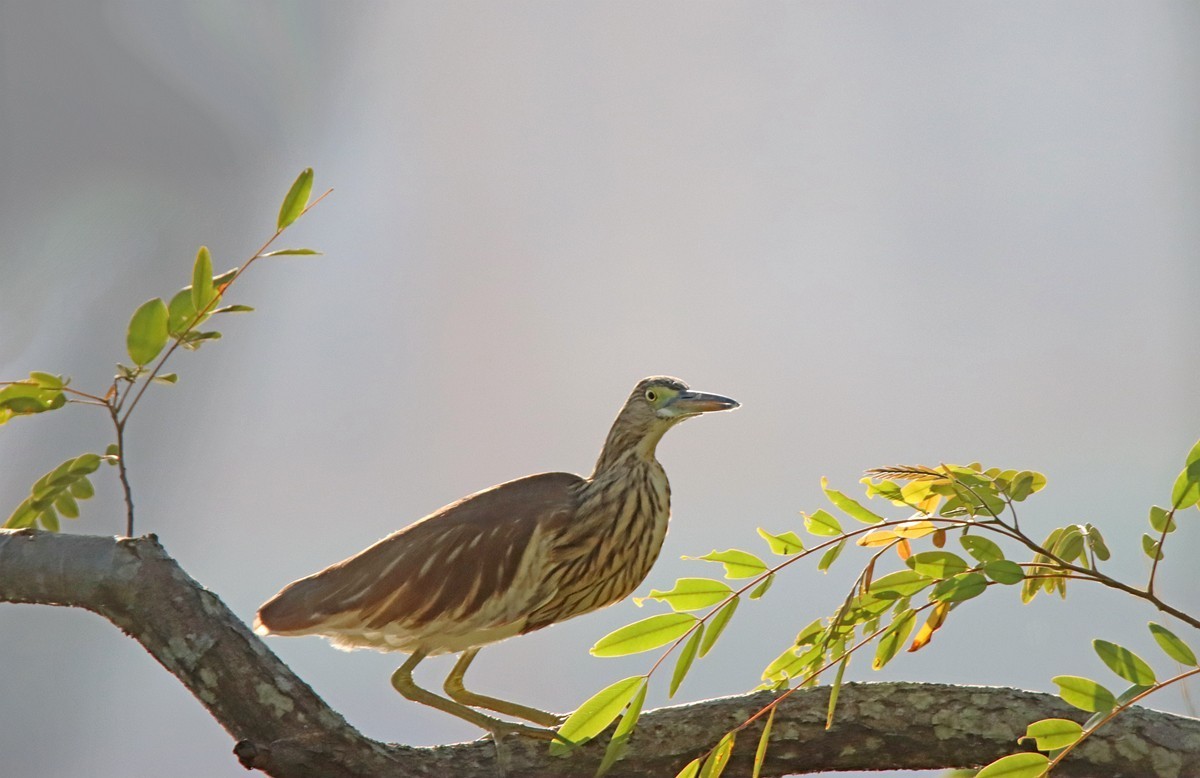 一梭子拍鸟——树上的池鹭