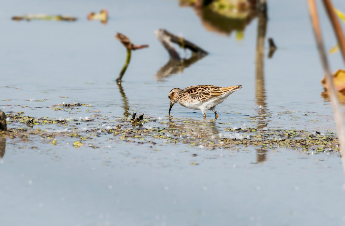 长趾滨鹬（一）