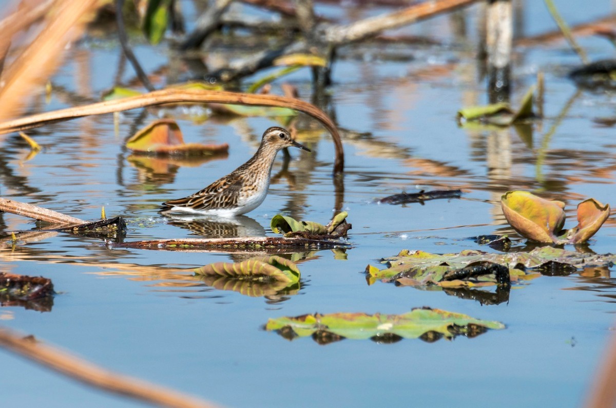 长趾滨鹬（一）