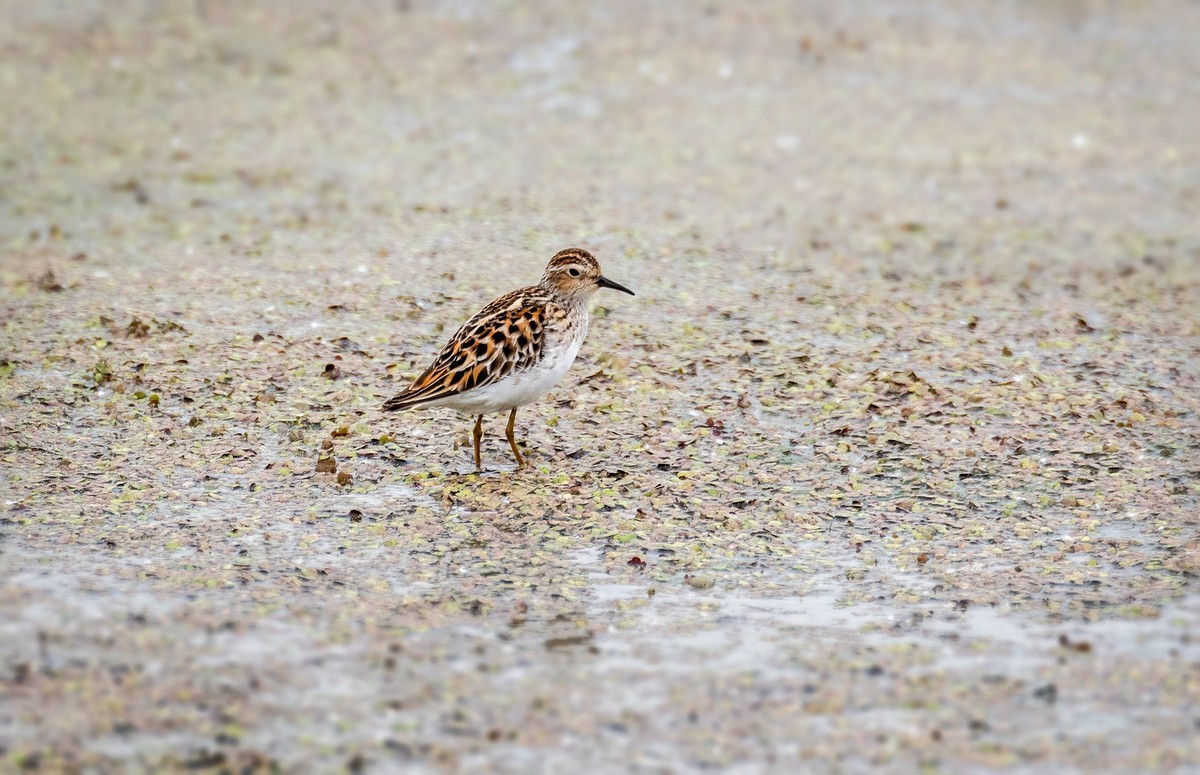 长趾滨鹬（一）