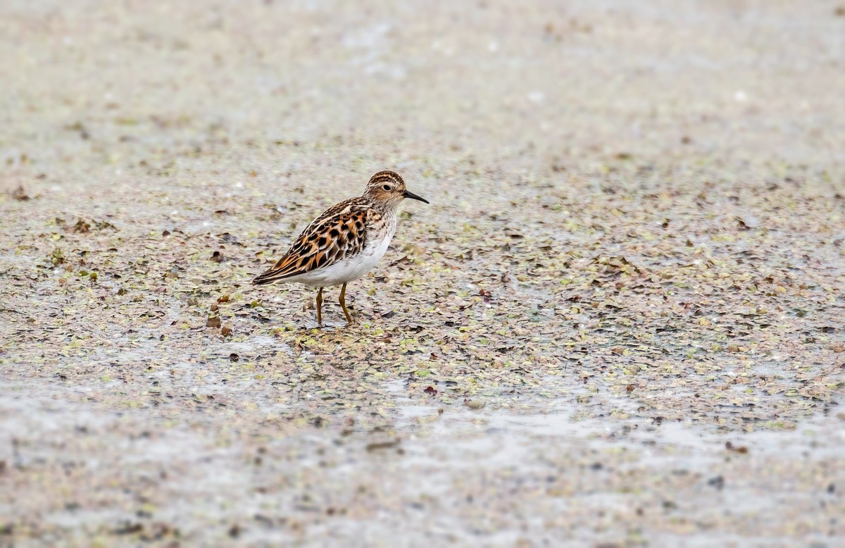 长趾滨鹬（一）