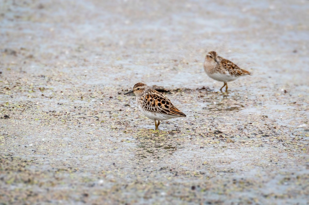 长趾滨鹬（一）