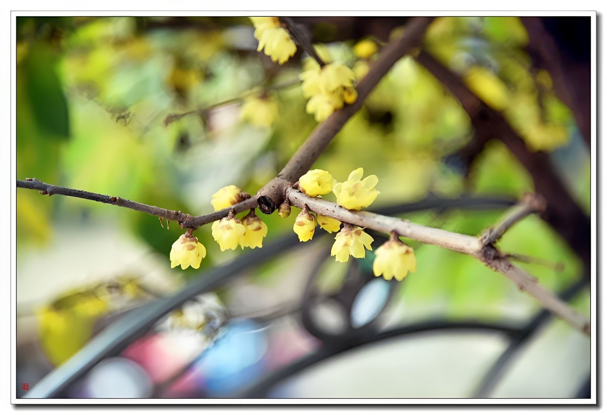 腊梅闹春（4）——d810拿出来除一下潮气