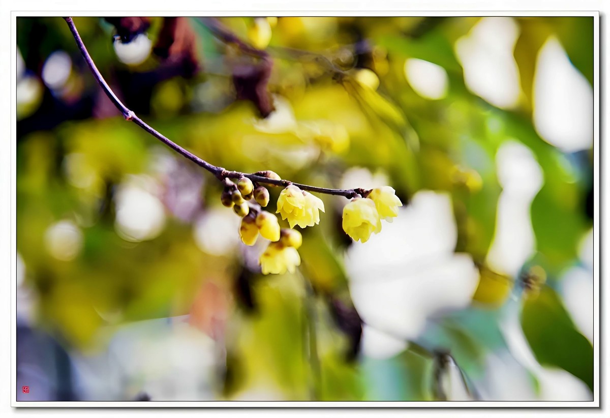 腊梅闹春（4）——d810拿出来除一下潮气