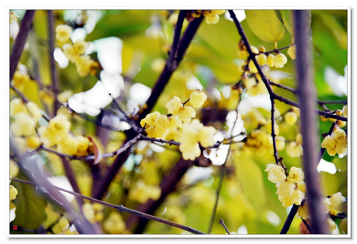 腊梅闹春（4）——d810拿出来除一下潮气