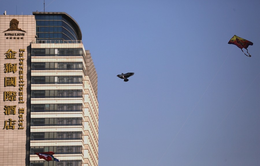 《不老松：纪实摄影》一线牵住翱翔的风筝！