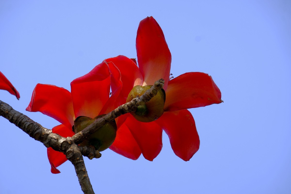 木棉花 （二）