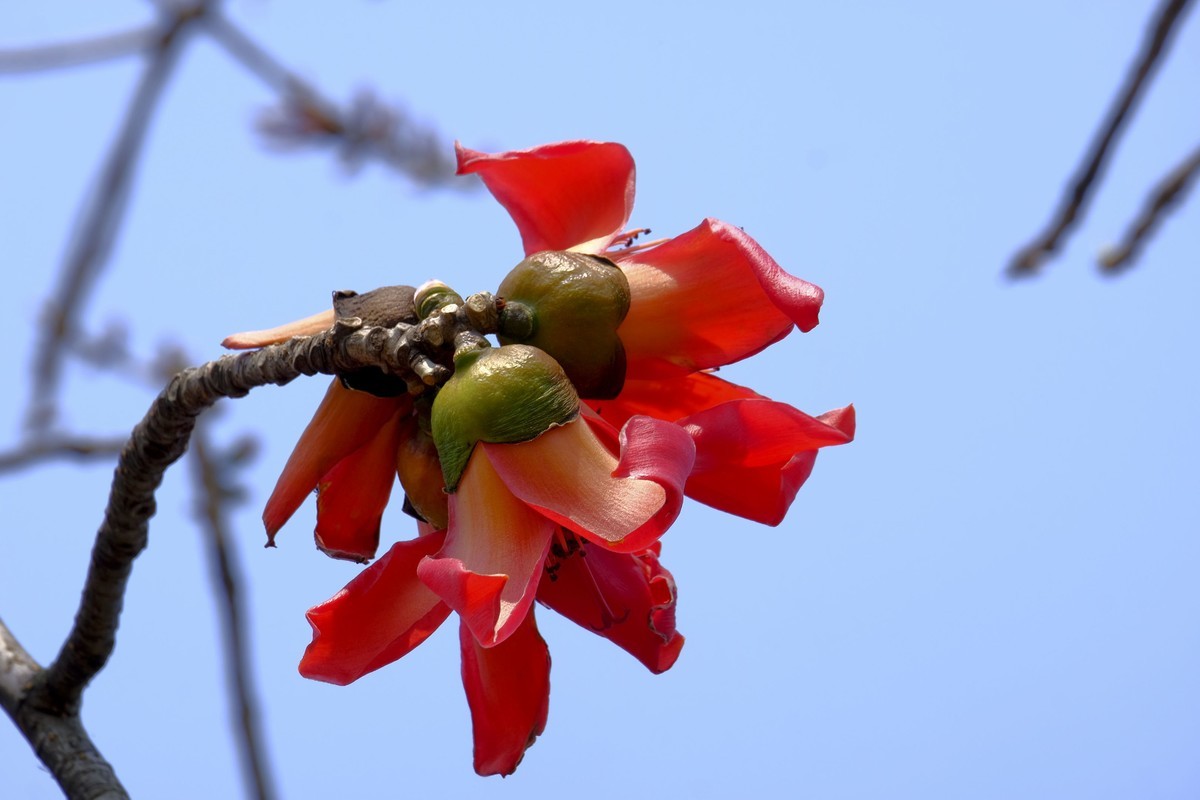 木棉花 （二）