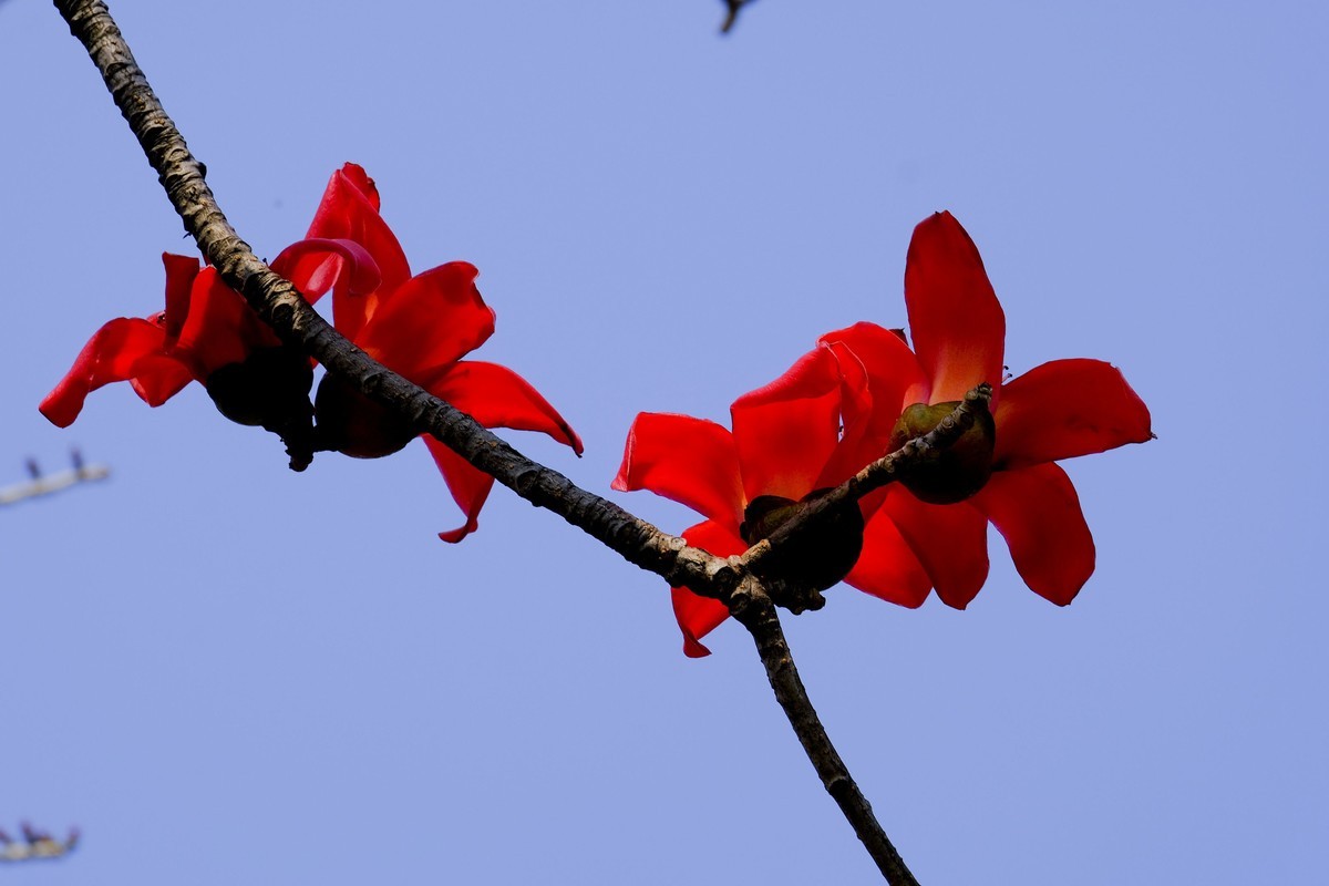 木棉花 （二）