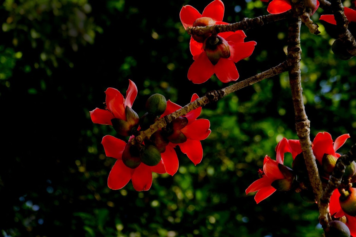 木棉花 （二）