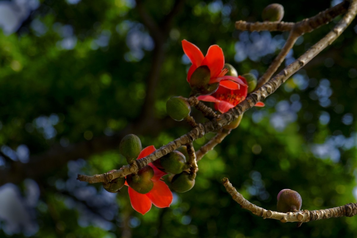 木棉花 （二）