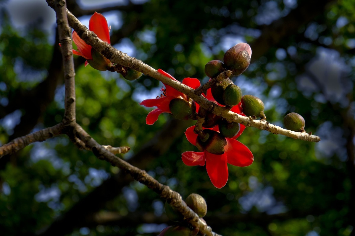 木棉花 （二）