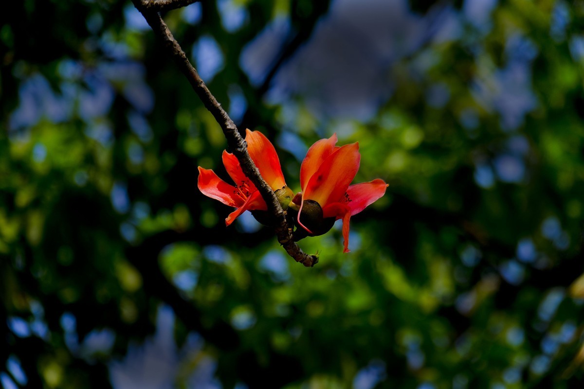 木棉花 （二）