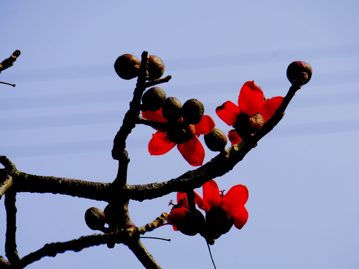 木棉花 （二）