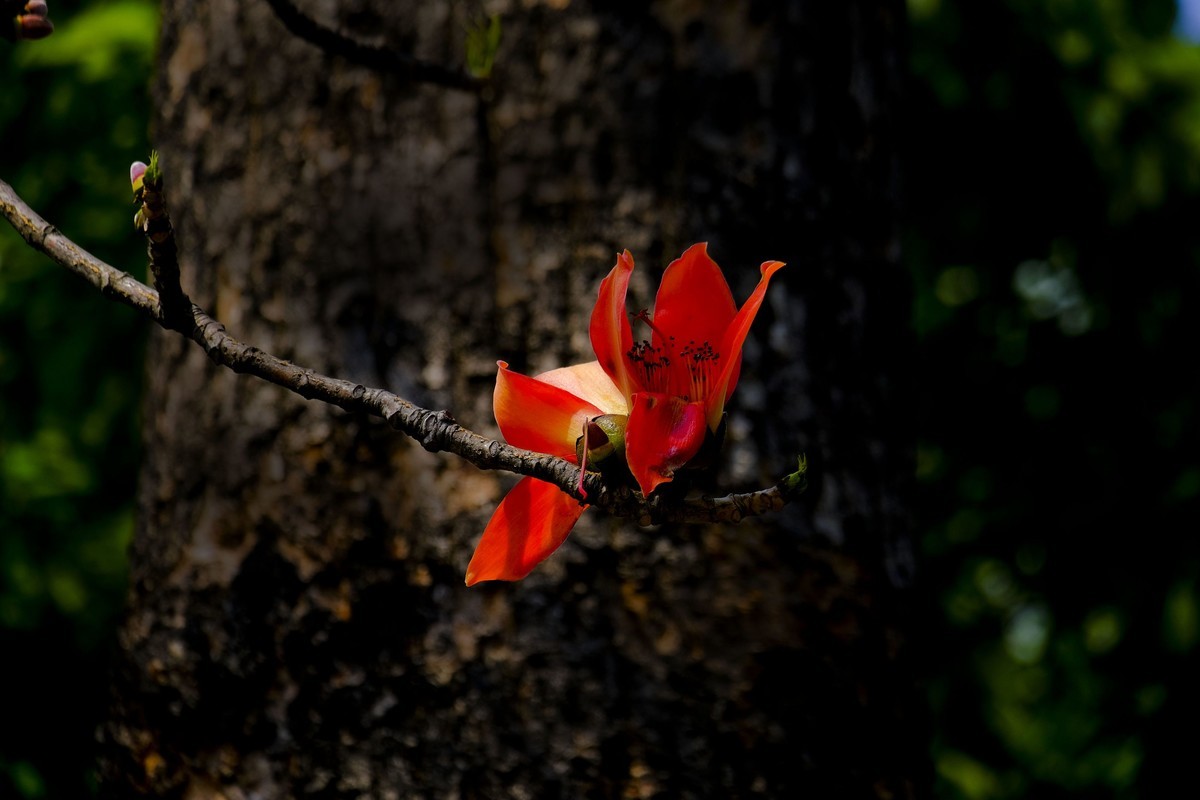 木棉花 （二）