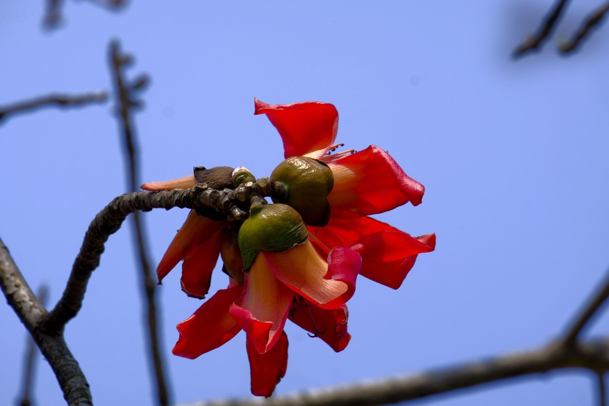 木棉花 （二）