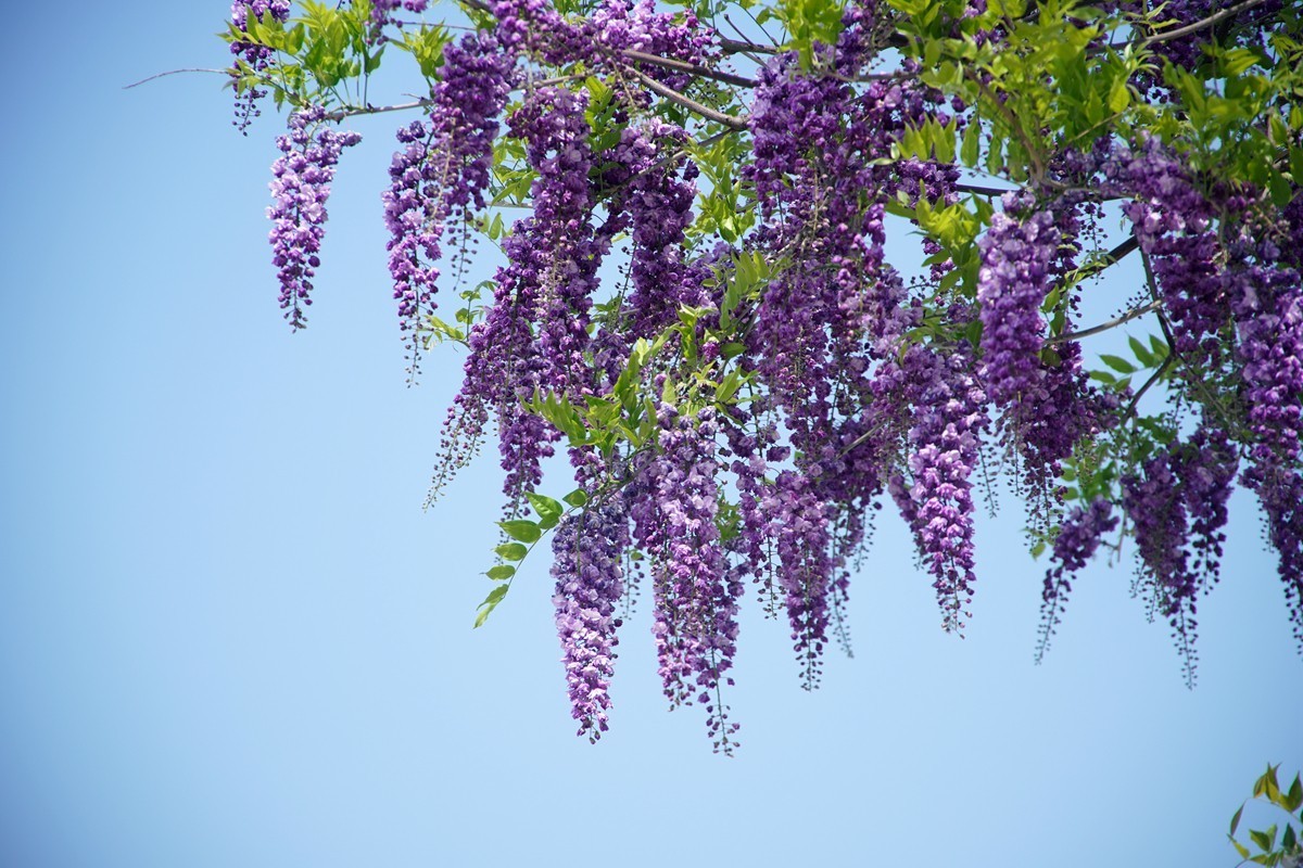 紫藤花开