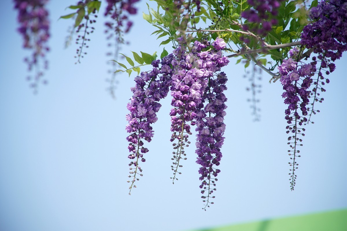 紫藤花开