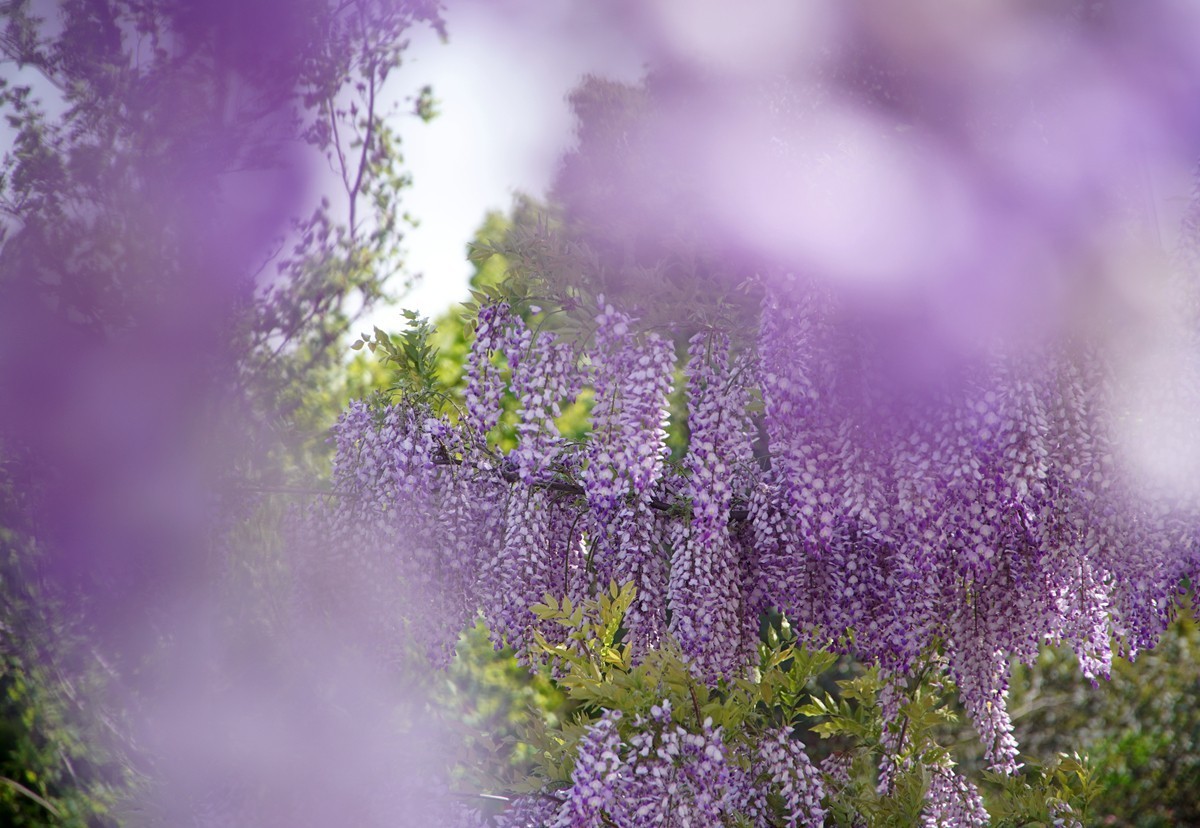 紫藤花开