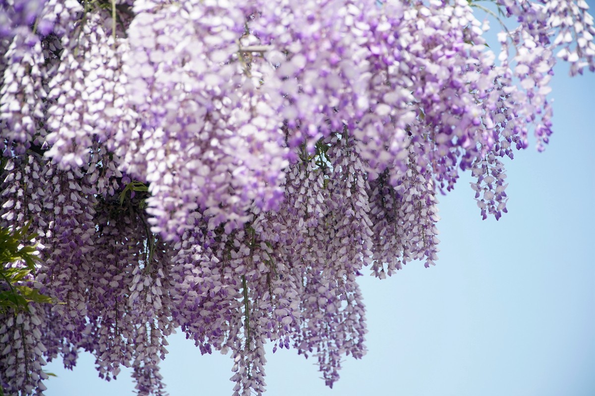 紫藤花开