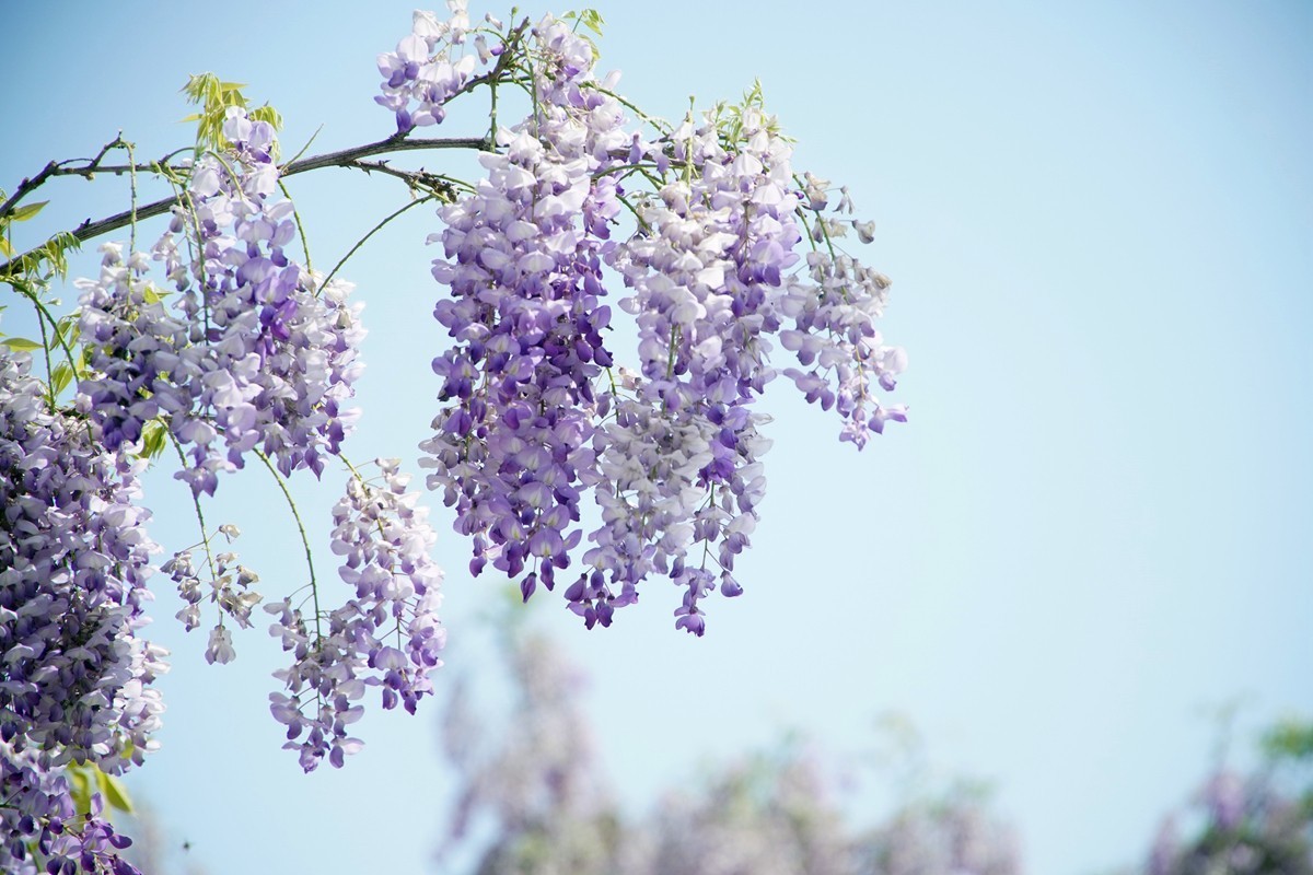 紫藤花开