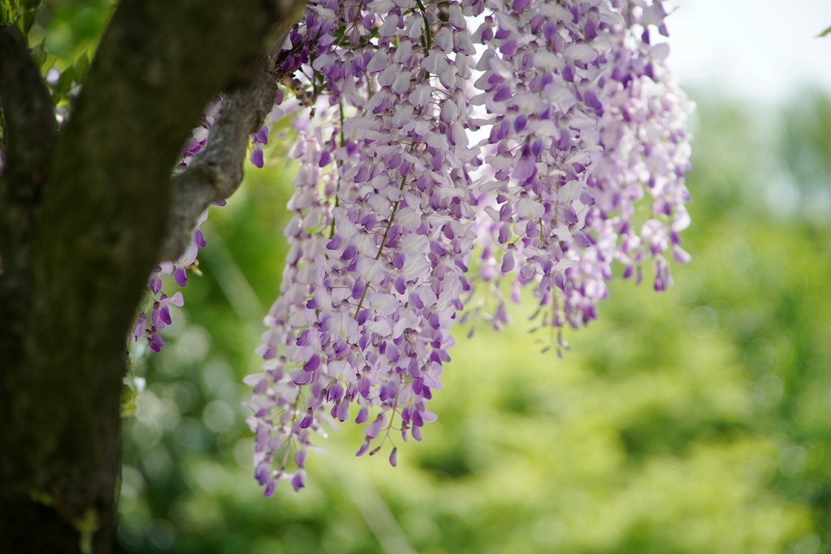 紫藤花开