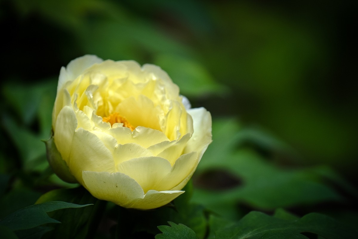 2025年第0271贴-景山公园牡丹花（0427）