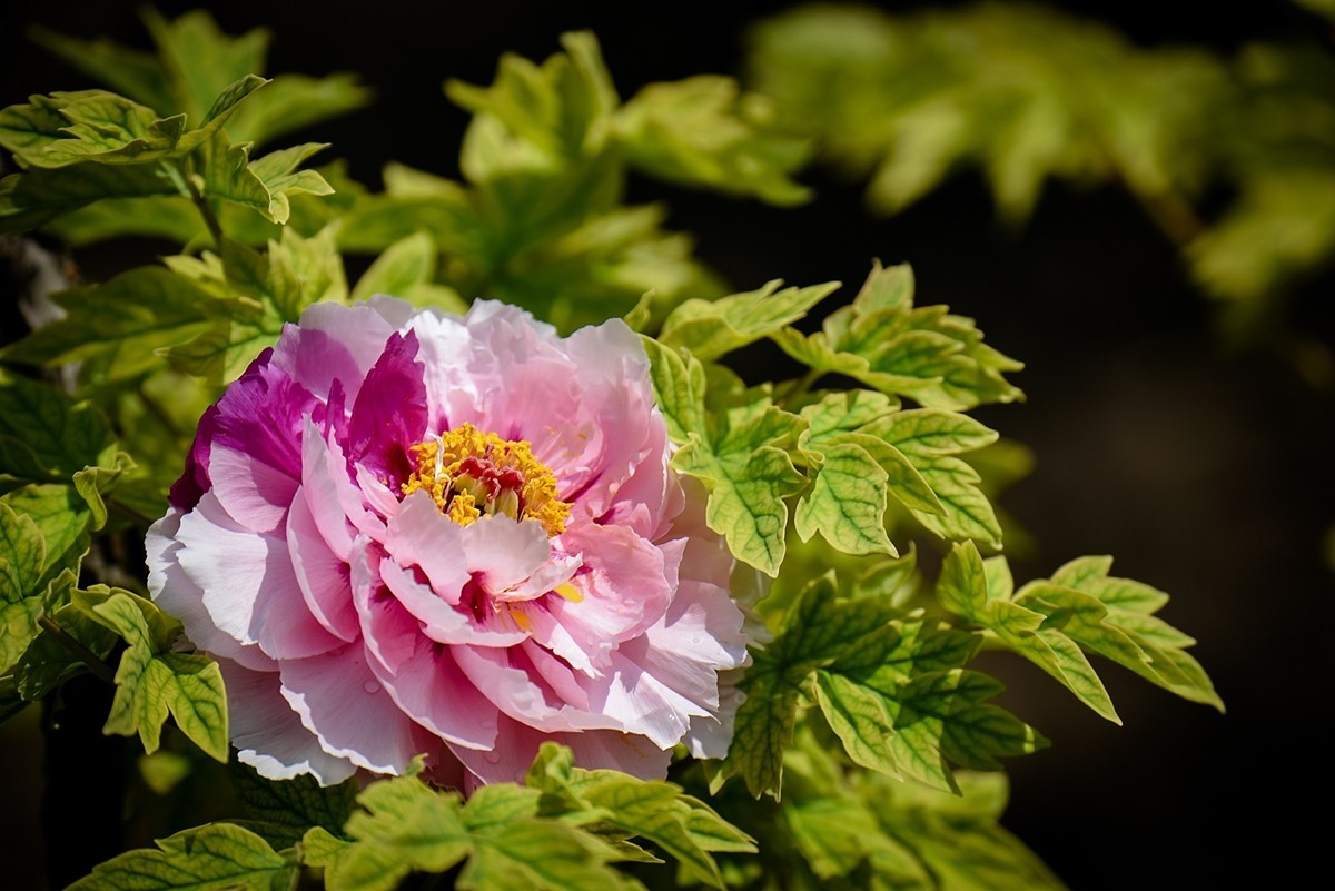 2025年第0271贴-景山公园牡丹花（0427）