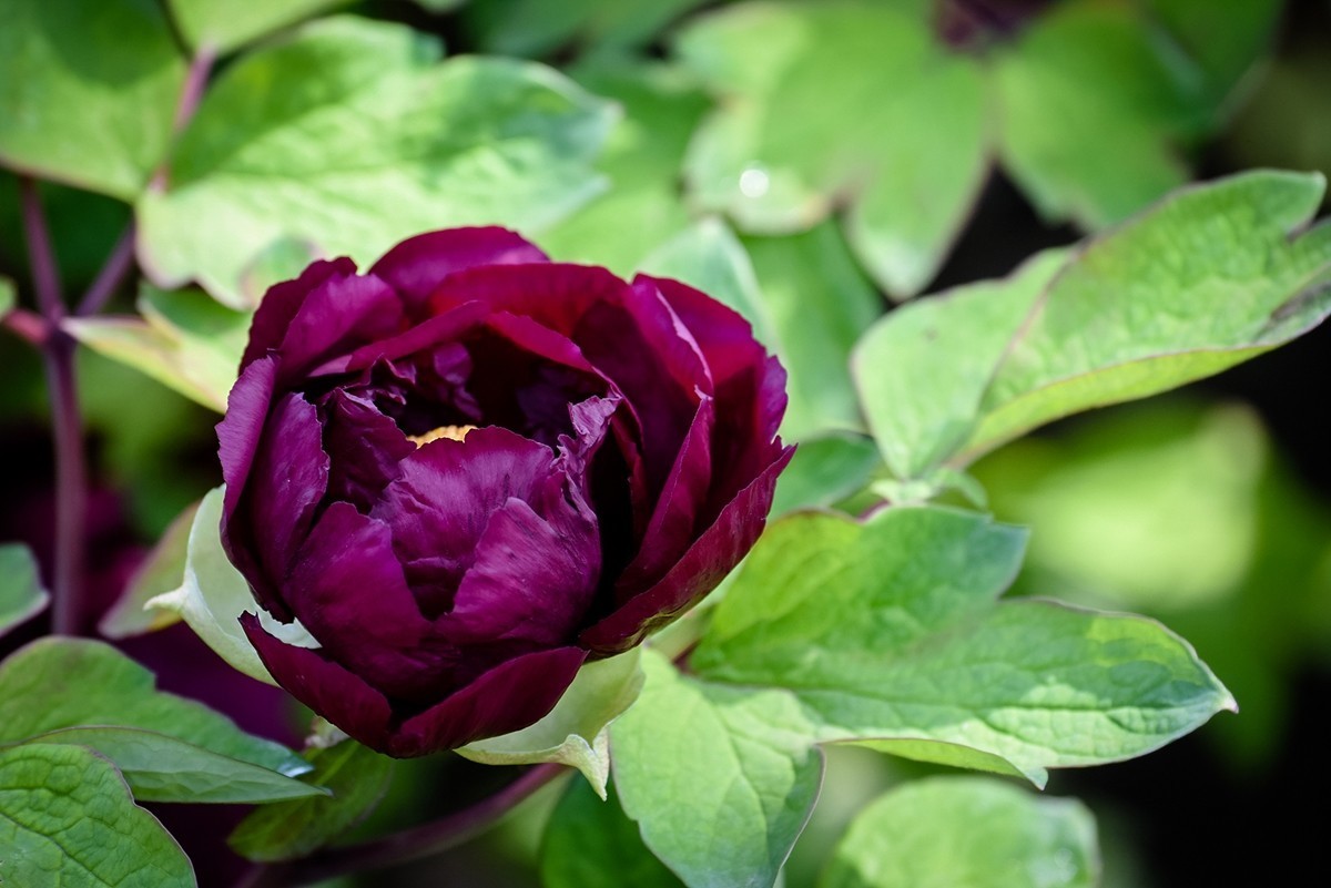 2025年第0271贴-景山公园牡丹花（0427）