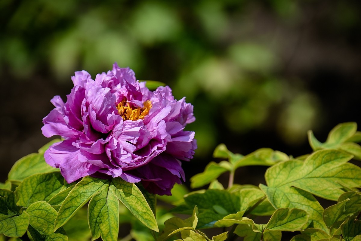 2025年第0271贴-景山公园牡丹花（0427）