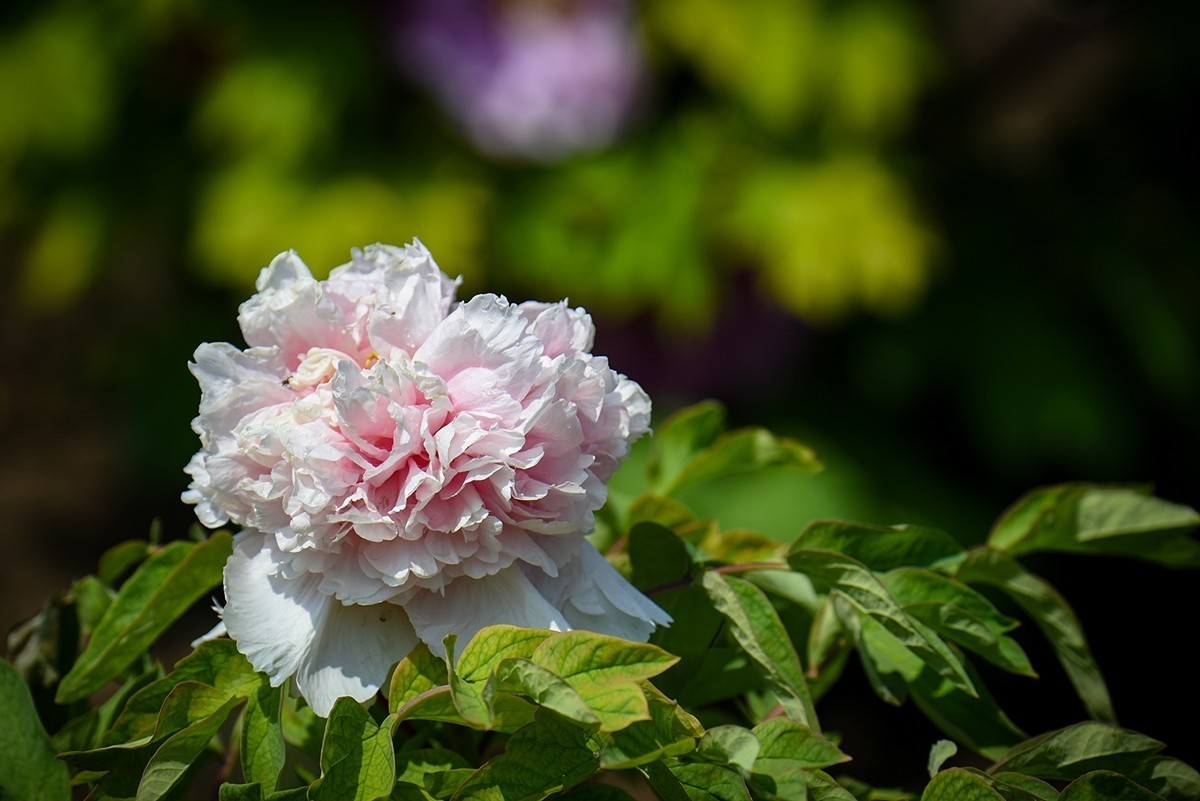 2025年第0271贴-景山公园牡丹花（0427）