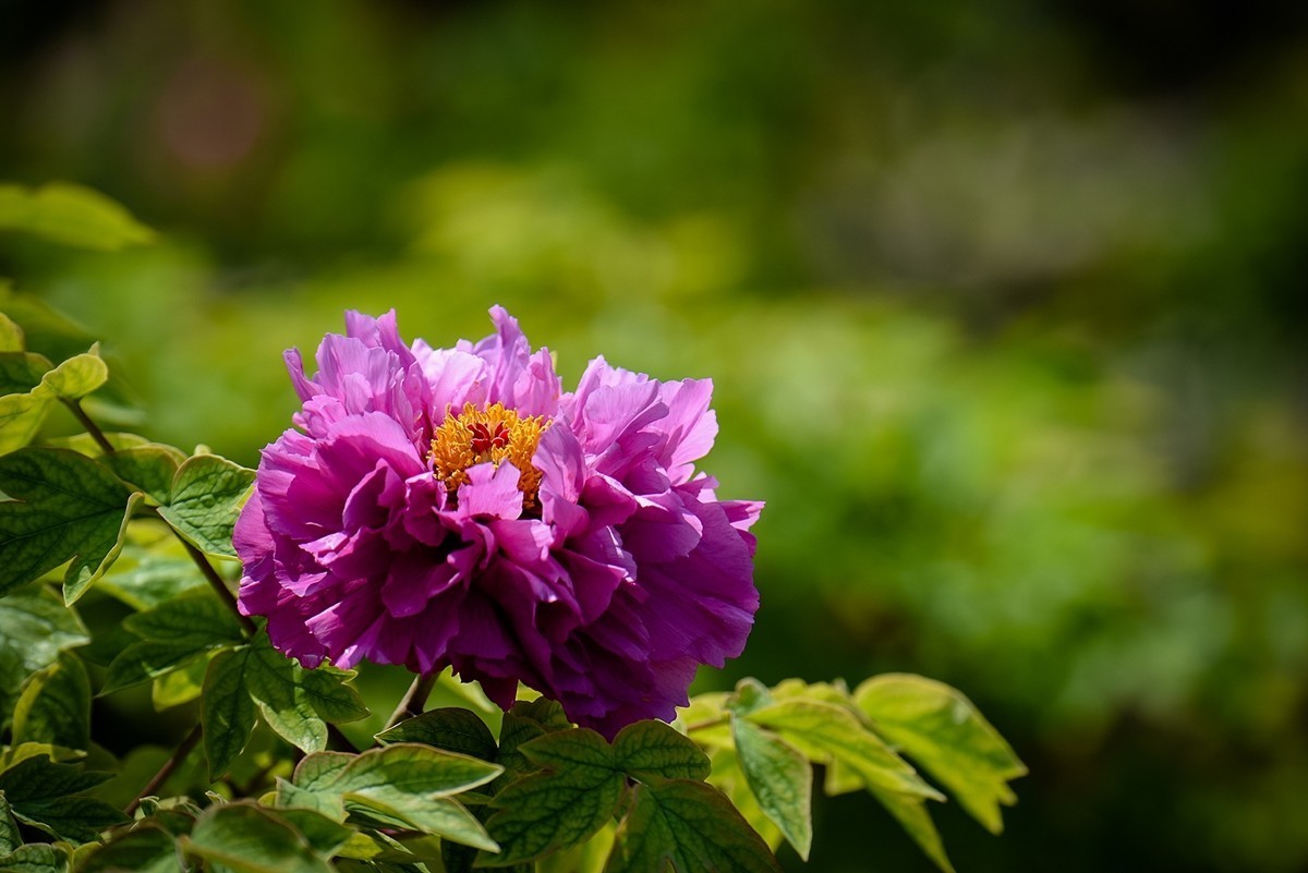 2025年第0271贴-景山公园牡丹花（0427）