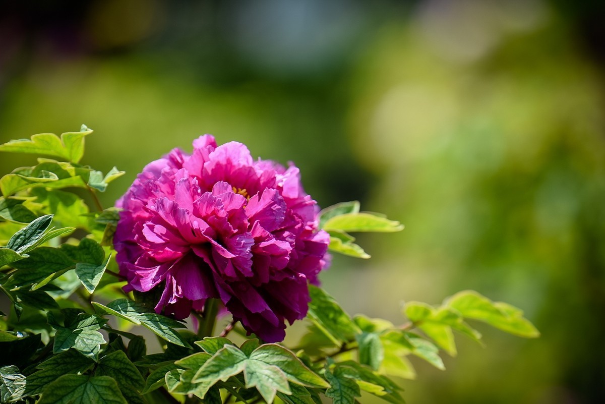 2025年第0271贴-景山公园牡丹花（0427）