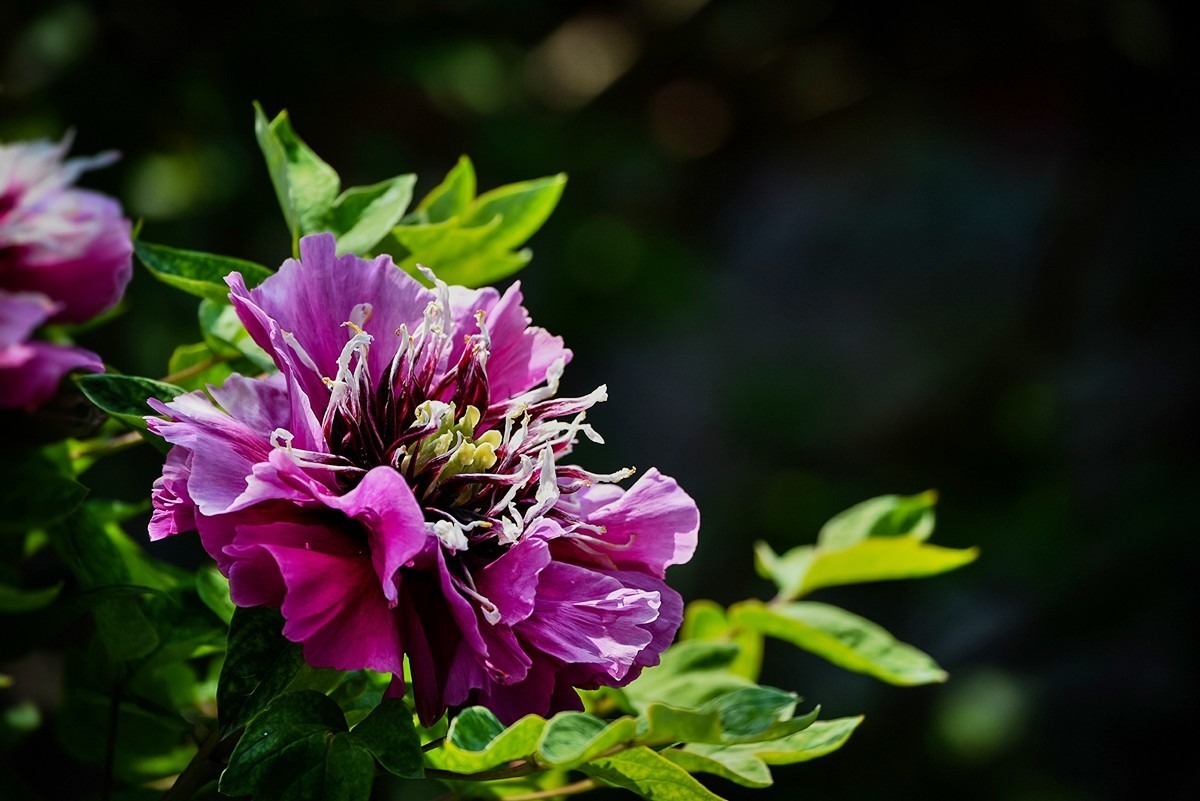 2025年第0271贴-景山公园牡丹花（0427）