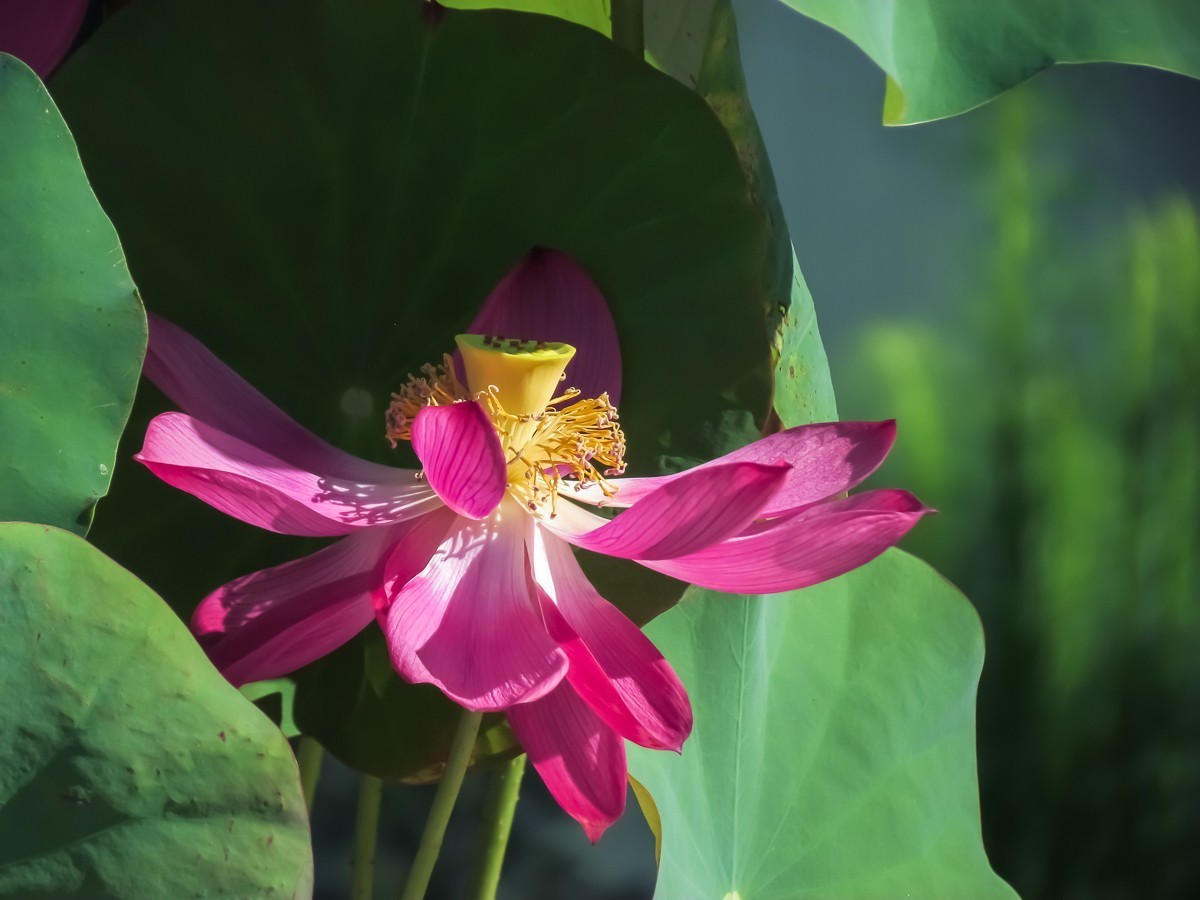 荷花