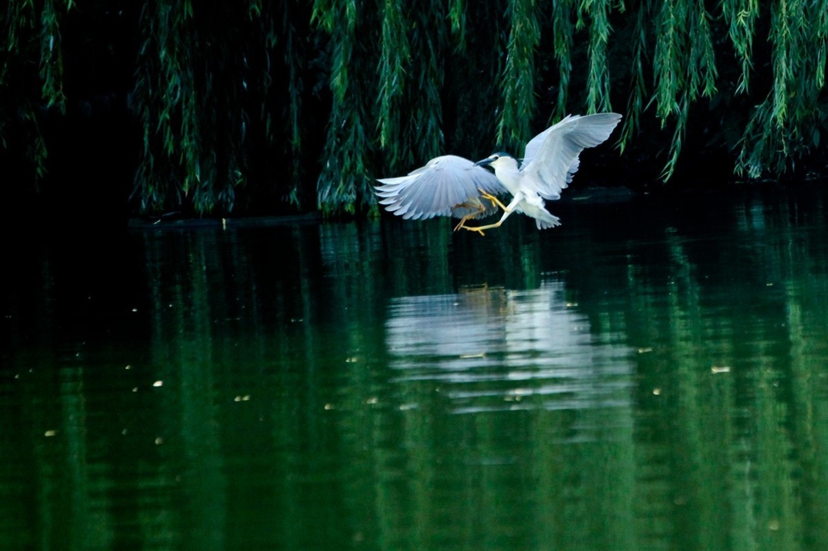 晨拍——明湖夜鹭（三）