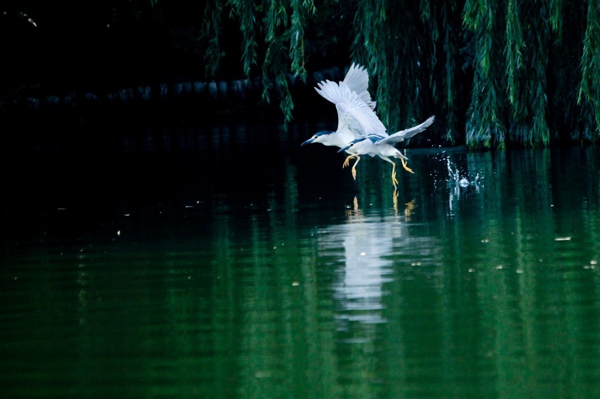 晨拍——明湖夜鹭（三）