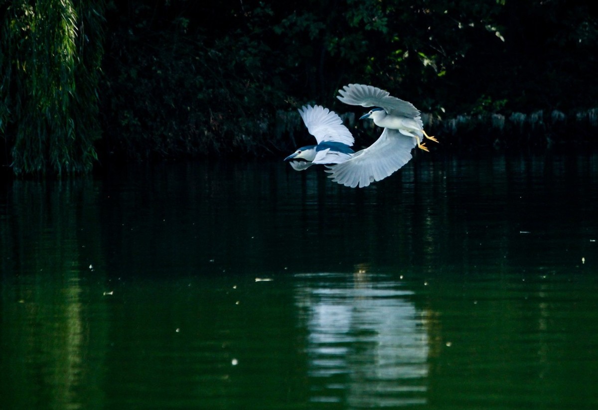 晨拍——明湖夜鹭（三）