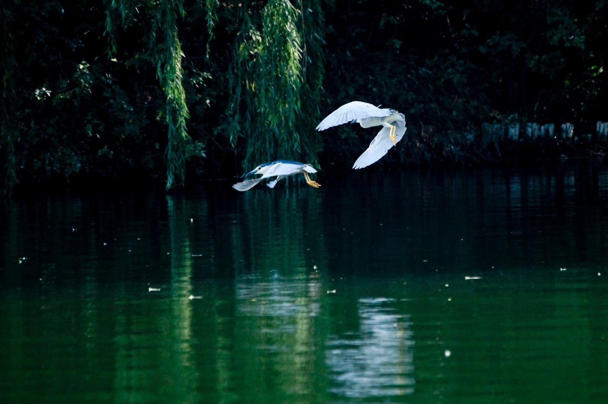 晨拍——明湖夜鹭（三）