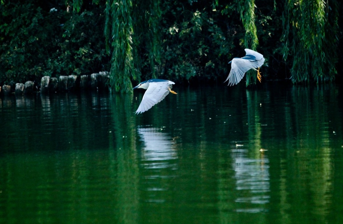 晨拍——明湖夜鹭（三）