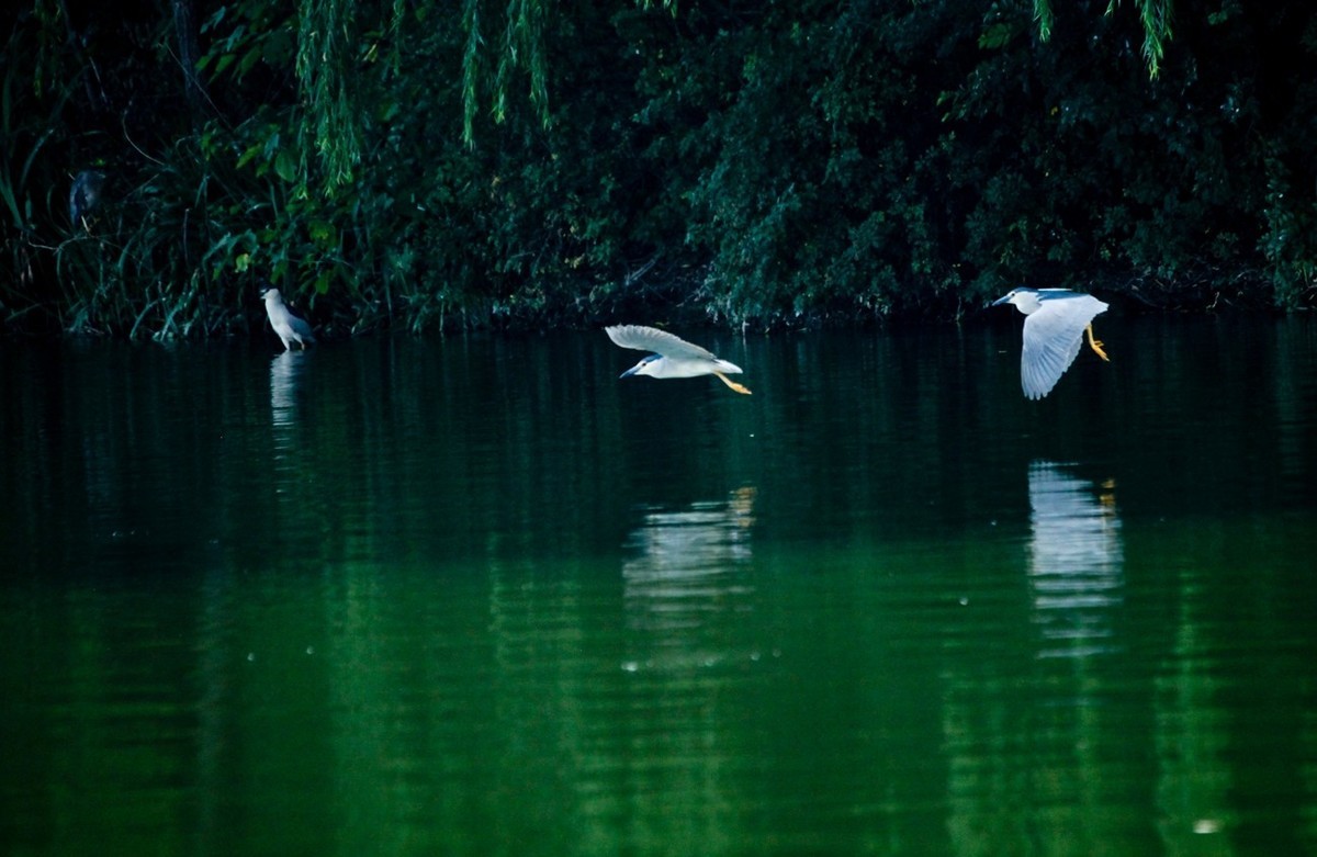 晨拍——明湖夜鹭（三）