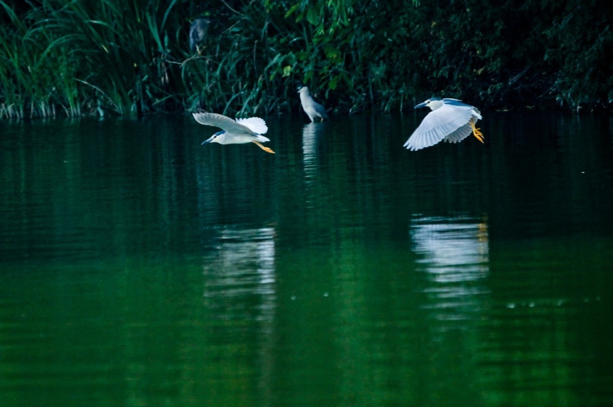 晨拍——明湖夜鹭（三）