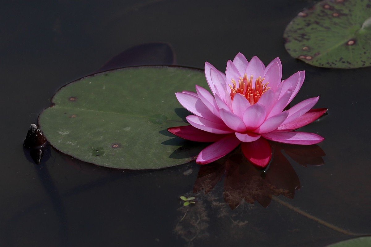 睡莲 (6)
