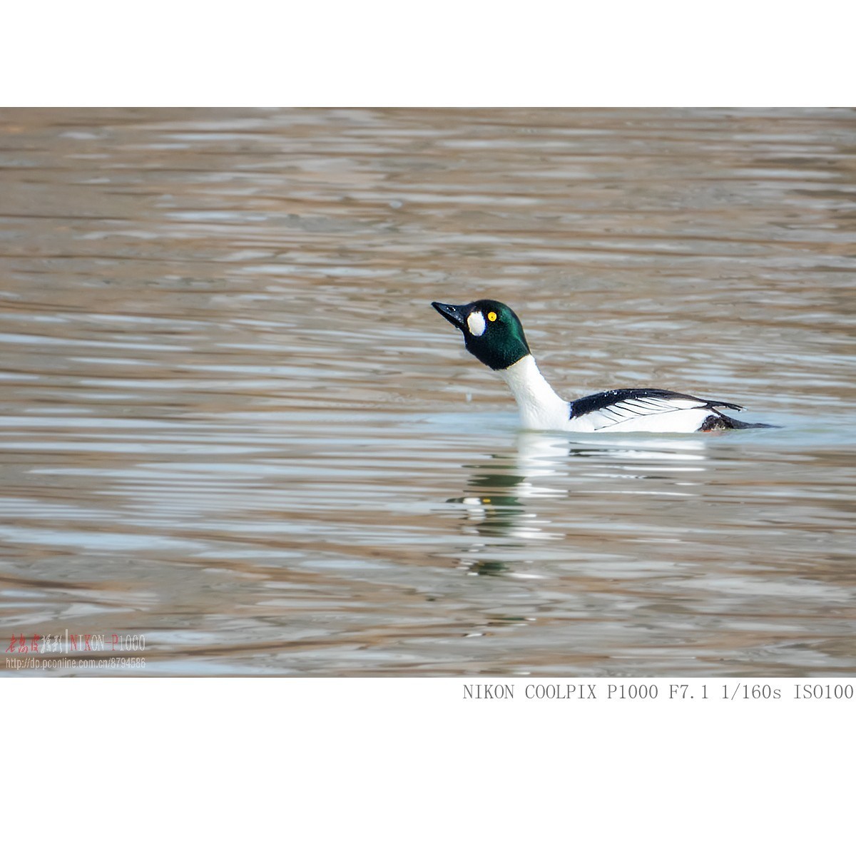 渭河过冬的鹊鸭