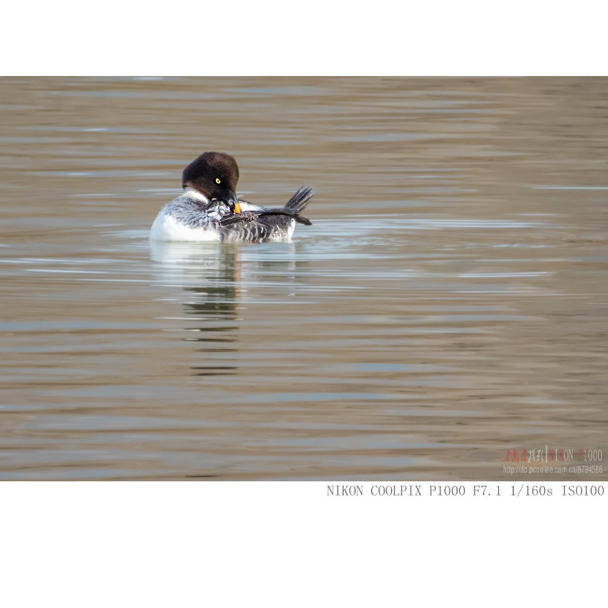 渭河过冬的鹊鸭