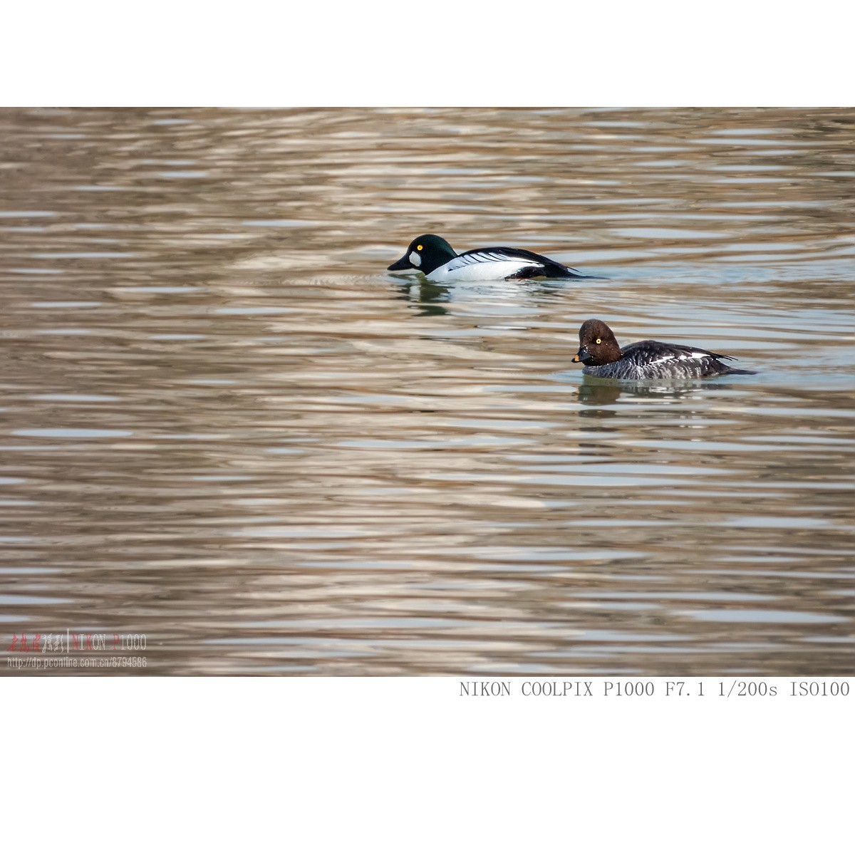 渭河过冬的鹊鸭