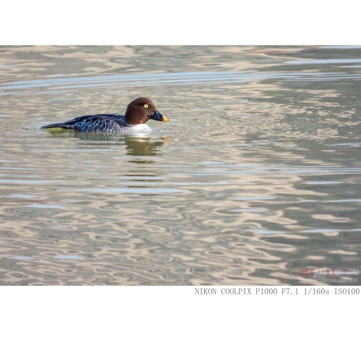 渭河过冬的鹊鸭