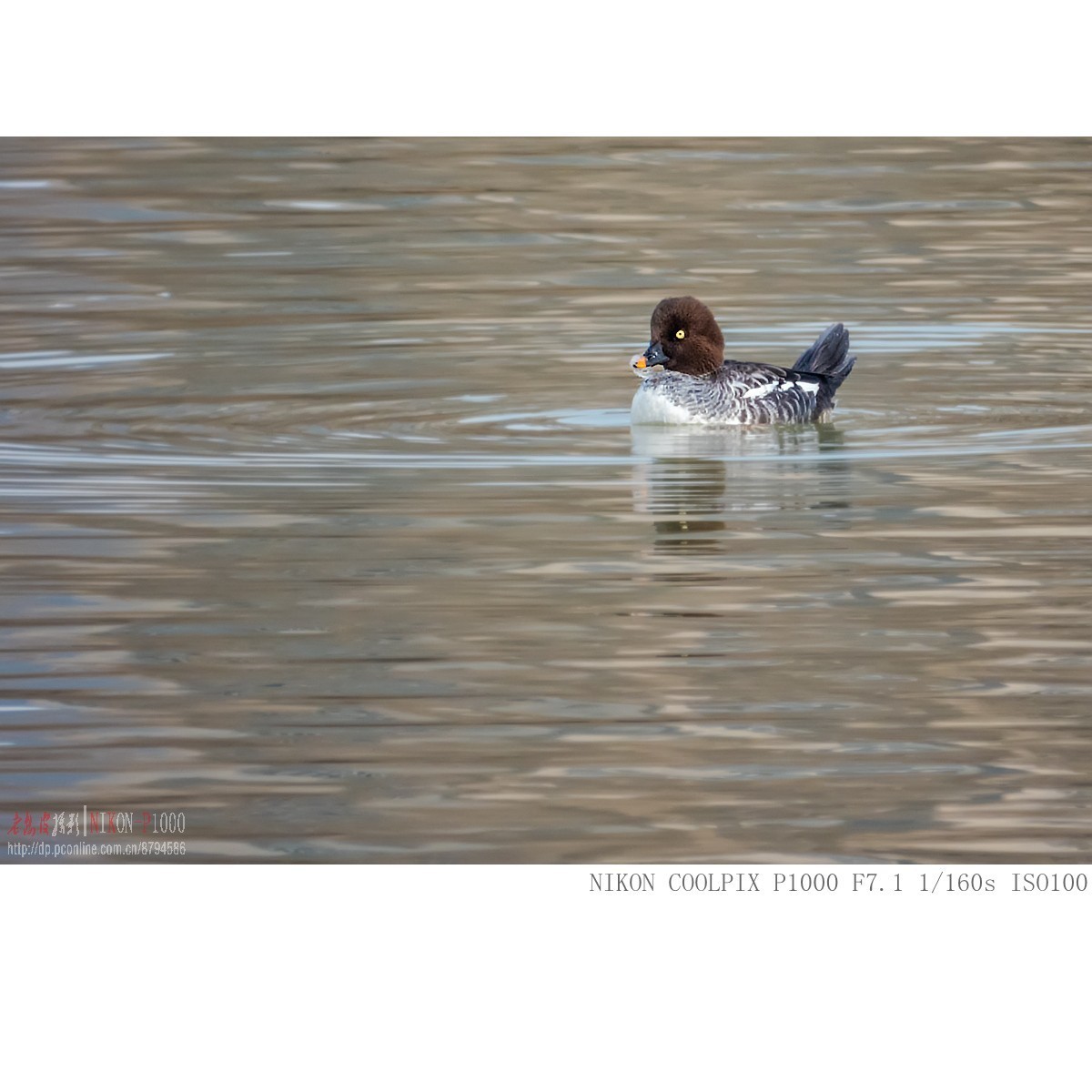 渭河过冬的鹊鸭